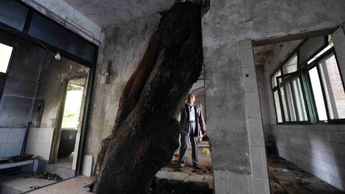 Residential house with 400-year-old tree growing inside (6 pics)