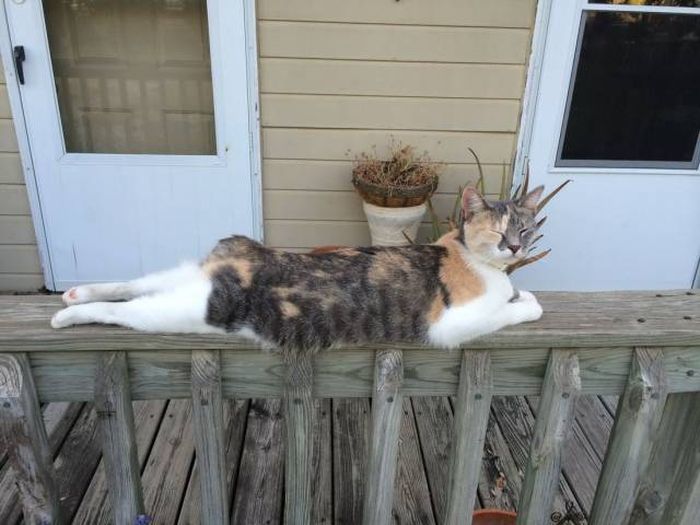 Acid Picdump (90 pics)