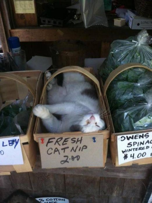 Acid Picdump (90 pics)