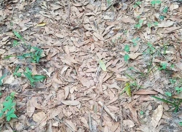 Can You Spot A Snake In This Photo? (4 pics)