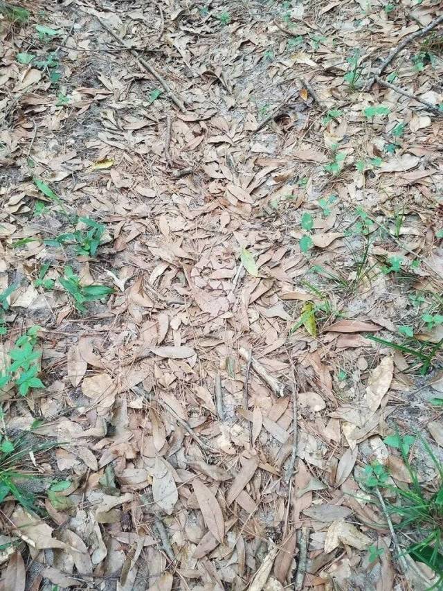 Can You Spot A Snake In This Photo? (4 pics)