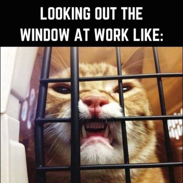 Work Memes And Fails (51 pics)