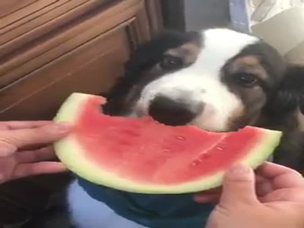 Dog Gently Eats Watermelon