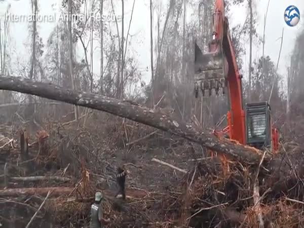 Orangutan Tries to Fight Off Bulldozer Destroying His Home