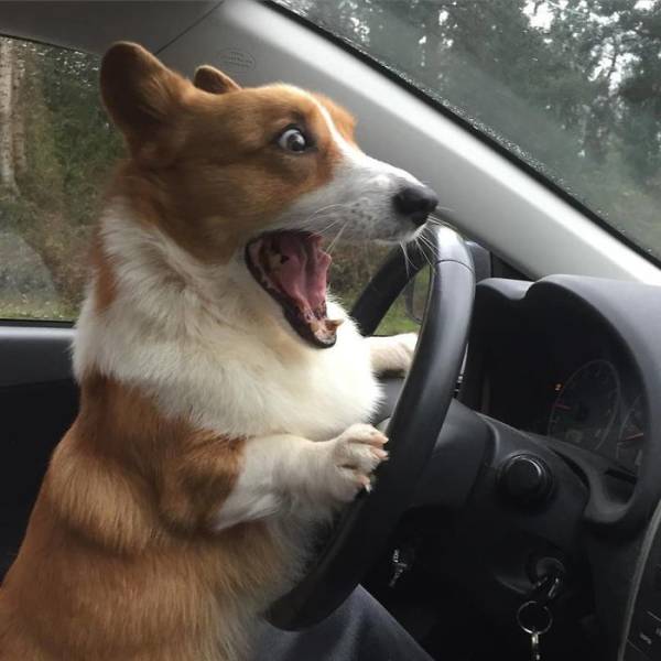 Cute Corgis (40 pics)