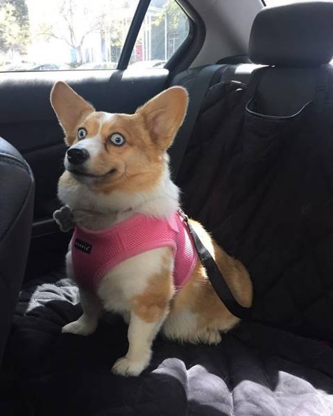Cute Corgis (40 pics)
