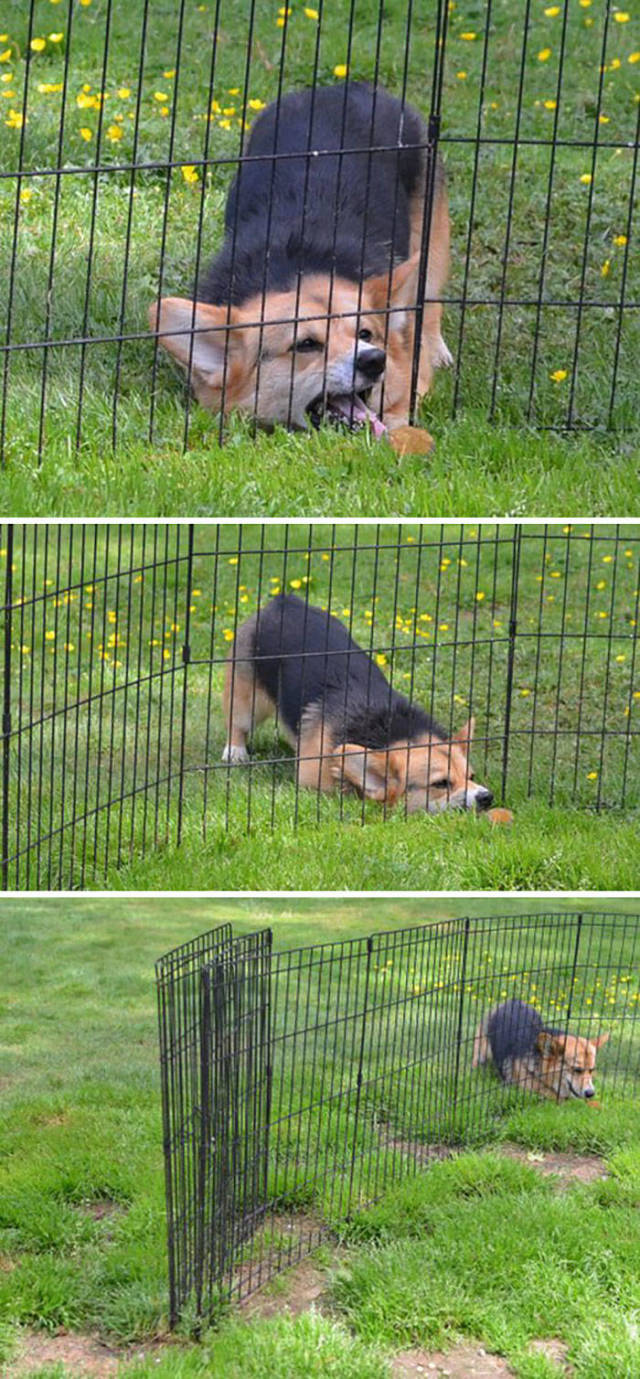 Cute Corgis (40 pics)