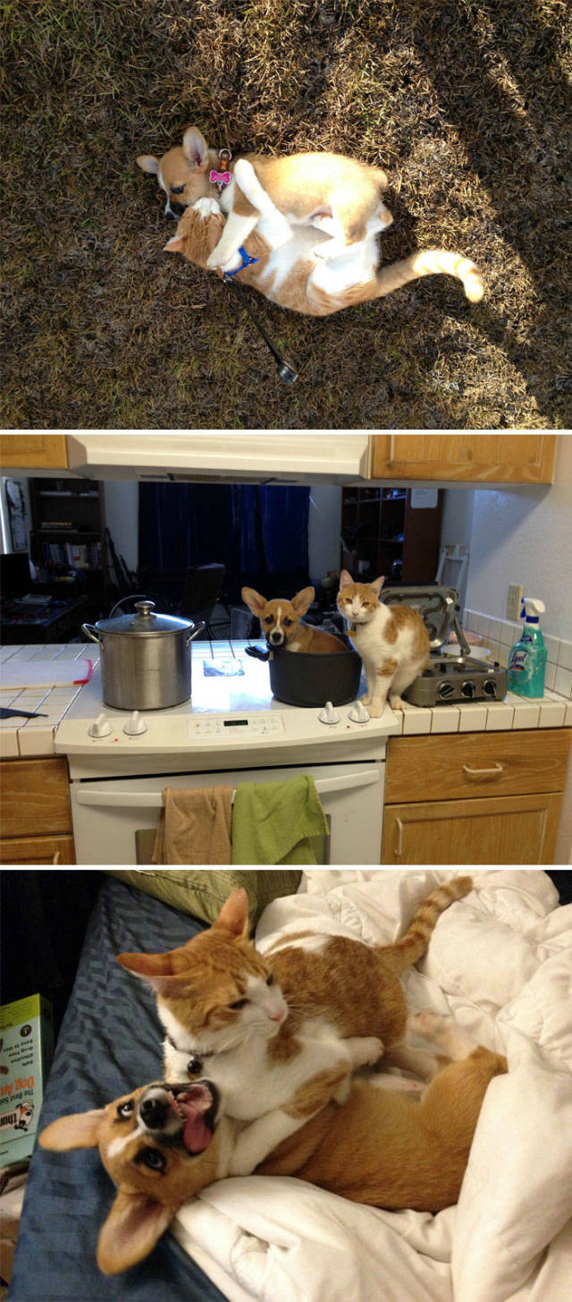 Cute Corgis (40 pics)