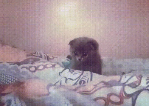 Acid Gifdump, June 14, 2018 (25 gifs)