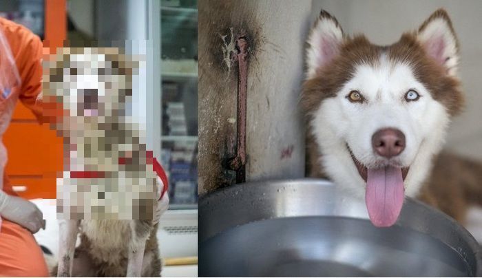 Husky  Rescued From The Streets Of Phuket (7 pics)