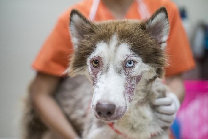 Husky  Rescued From The Streets Of Phuket (7 pics)
