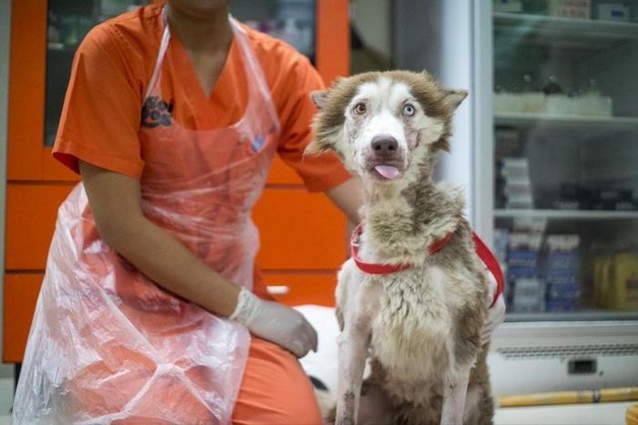 Husky  Rescued From The Streets Of Phuket (7 pics)