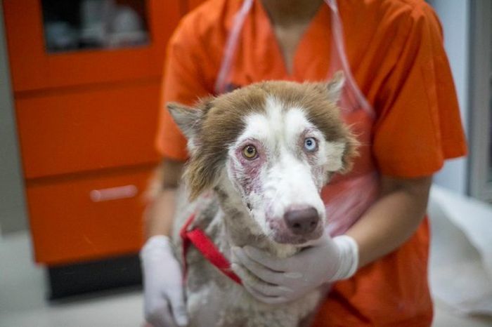 Husky  Rescued From The Streets Of Phuket (7 pics)