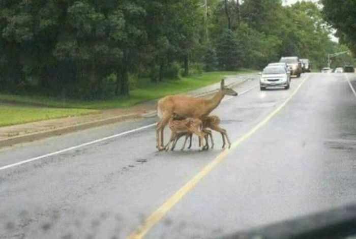Acid Picdump (91 pics)