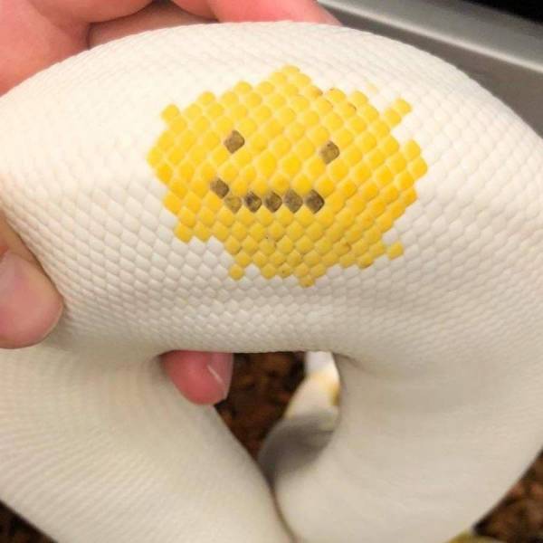 Acid Picdump (91 pics)