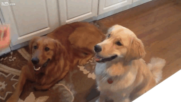 Funny Dogs (16 gifs)