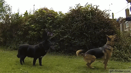 Funny Dogs (16 gifs)