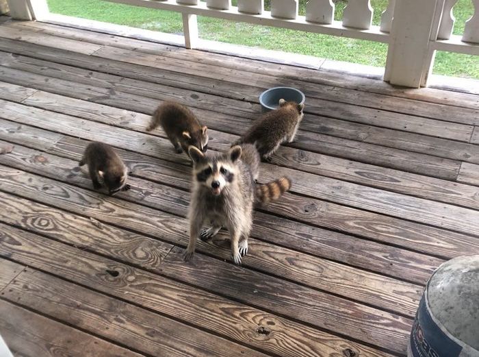 When You Feed A Pregnant Raccoon It Will Happen Next (4 pics)
