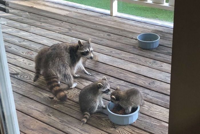 When You Feed A Pregnant Raccoon It Will Happen Next (4 pics)
