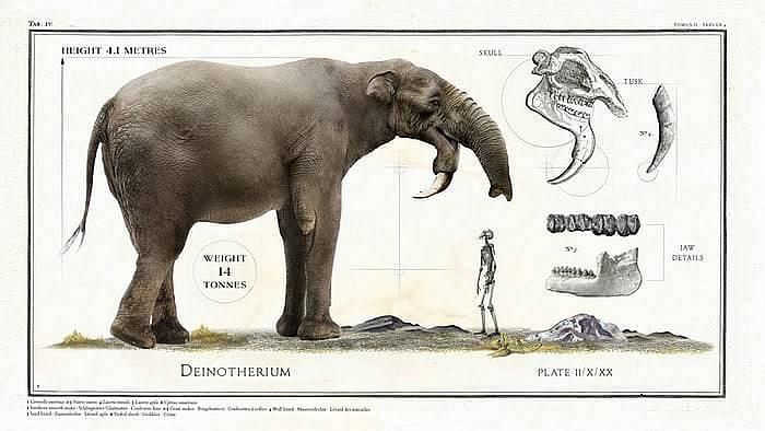 Ancient Giant Animals (8 pics)