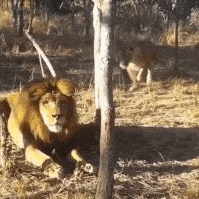 Acid Gifdump, June 18, 2018 (25 gifs)