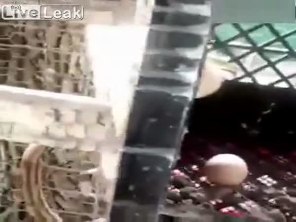 Snake Caught After Eating Chicken Eggs