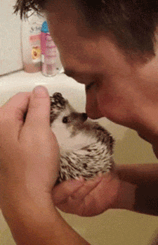 Artist Takes Viral Internet Gifs And Creates A Heartwarming Story About A Hedgehog (9 pics)