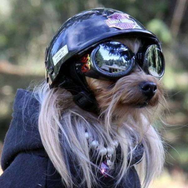 Funny Animals (55 pics)