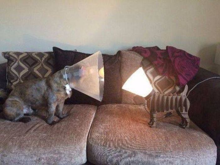 Funny Animals (55 pics)
