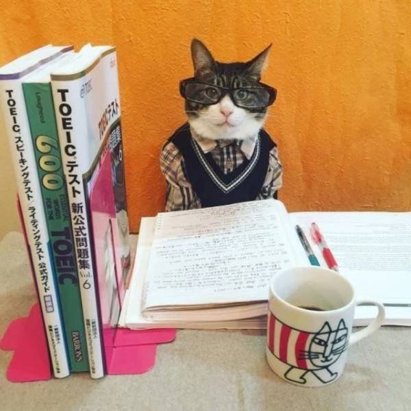Funny Animals (55 pics)