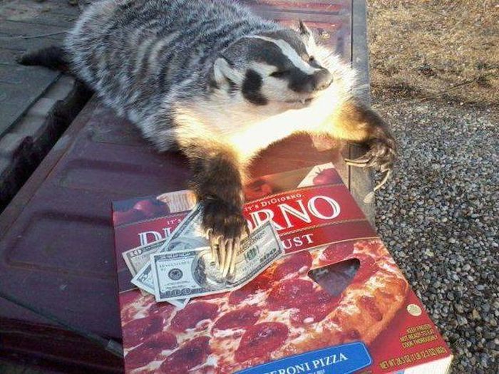 Funny Animals (55 pics)