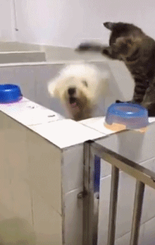 Funny Animals (55 pics)