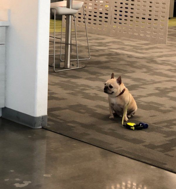 Good Boy Adorably Follows The Rules While Waiting For Owner (11 pics)