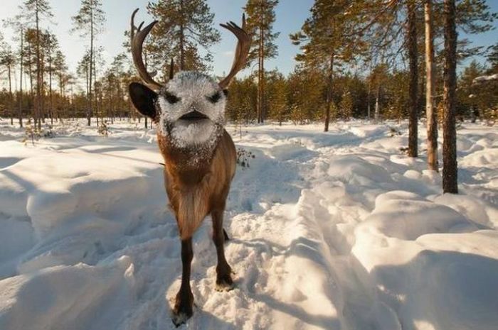Optical Illusions (34 pics)