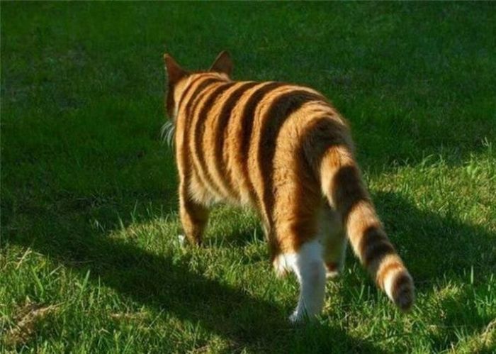 Optical Illusions (34 pics)