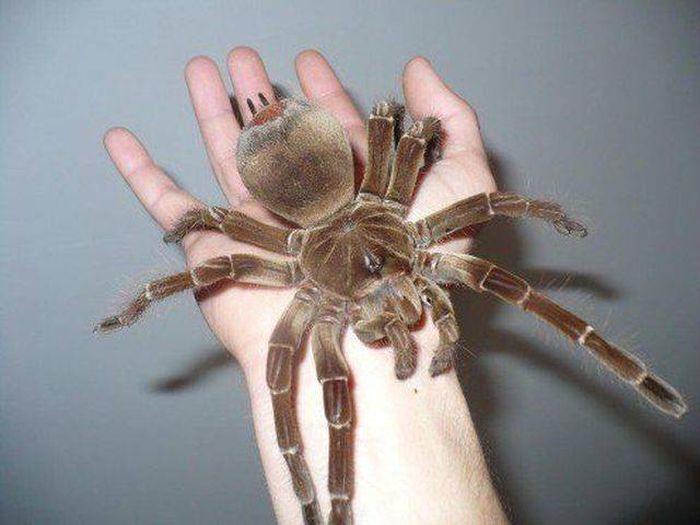 Acid Picdump (96 pics)