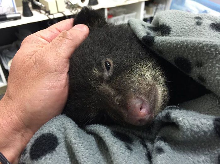 A Photographer Rescued A Dying Bear Cub (4 pics)