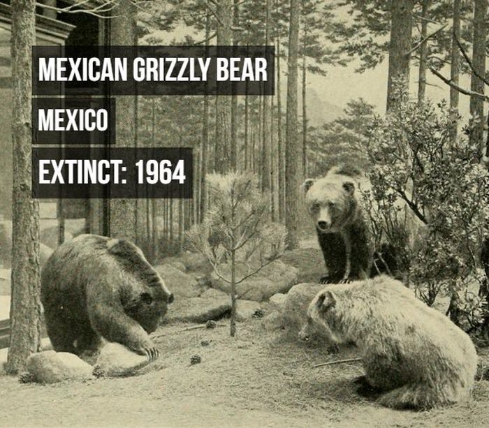 Animals That Have Become Extinct (17 pics)