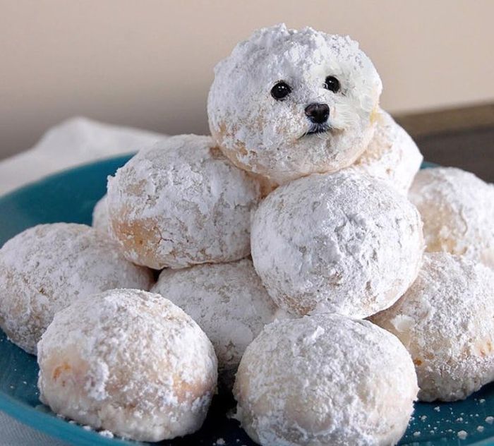Dogs In Food (21 pics)