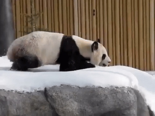 Acid Gifdump, June 21, 2018 (25 gifs)