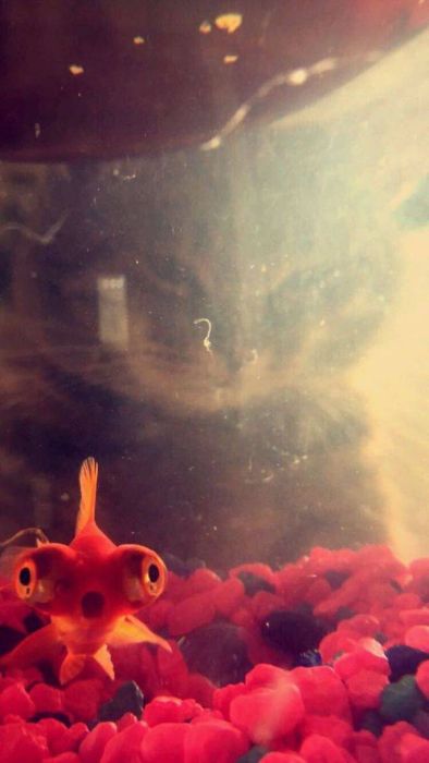 Just Check The Background (43 pics)