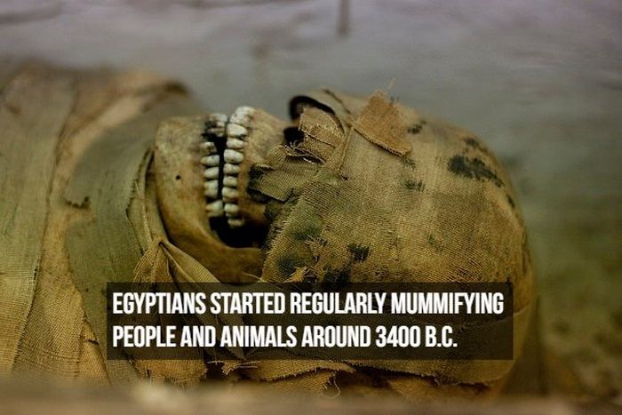 Interesting Facts About Mummies (17 pics)