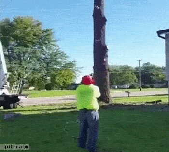 Fails With Trees (16 gifs)