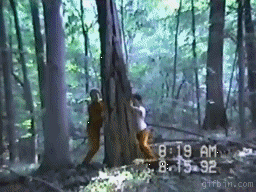 Fails With Trees (16 gifs)