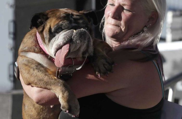 English Bulldog Zsa Zsa Wins World's Ugliest Dog Title (8 pics)