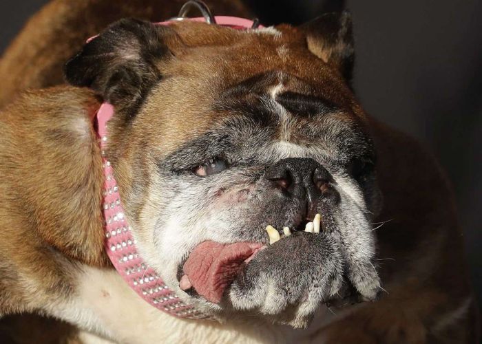 English Bulldog Zsa Zsa Wins World's Ugliest Dog Title (8 pics)