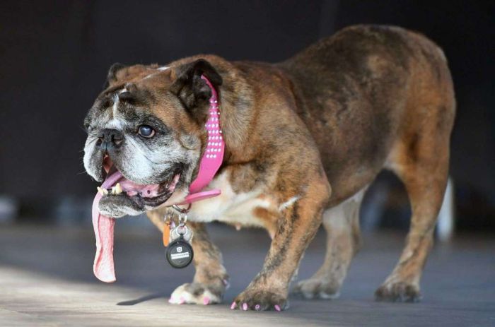 English Bulldog Zsa Zsa Wins World's Ugliest Dog Title (8 pics)