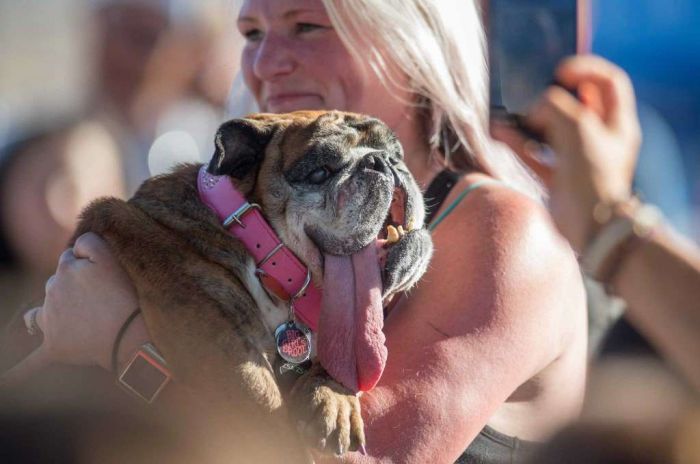English Bulldog Zsa Zsa Wins World's Ugliest Dog Title (8 pics)