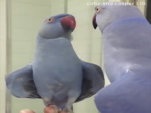Parrot Carries Conversation With Mirror Reflection