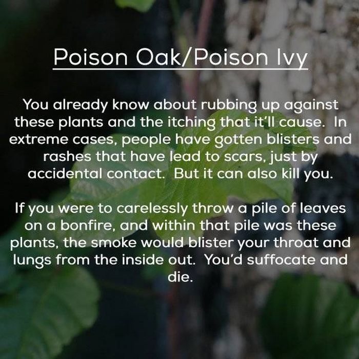 Dangerous Plants (13 pics)